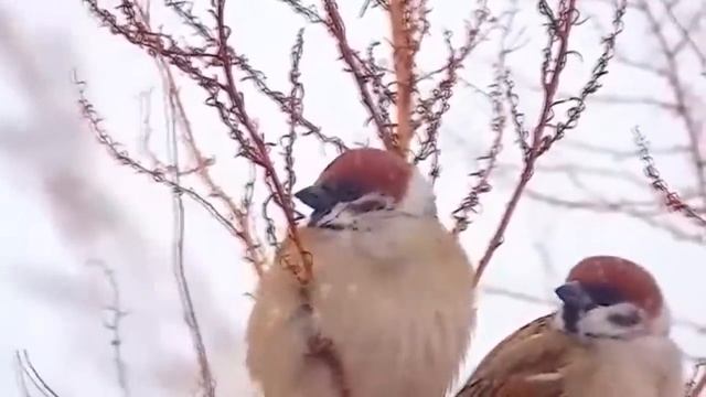 23 Декабря Это Новолуние - ГЛОБАЛЬНАЯ Точка Отсчёта. Исполняйте все свои желания.