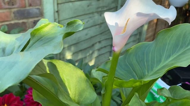 Каллы Эфиопские розовые Flamingo ?Посадка в горшок. Уход и Выращивание.