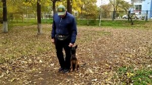 Щенок малинуа команда рядом упражнение шаги