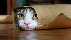 Смешные Коты Странно Реагируют На Игрушки