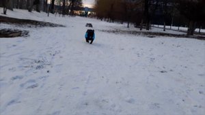 Прогулки с бульдогом. Французский бульдог в снегу.