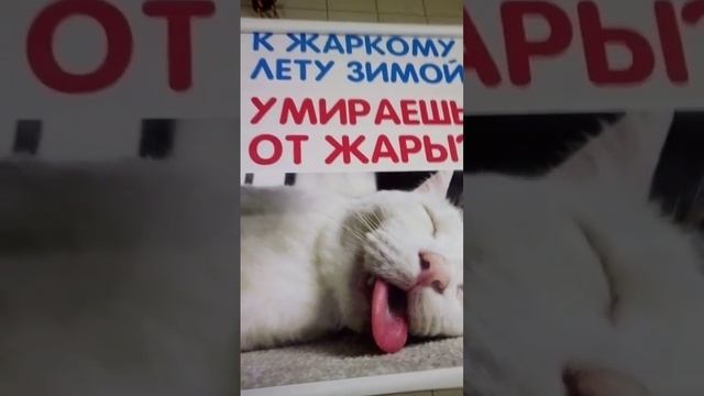 как спастись от жары летом