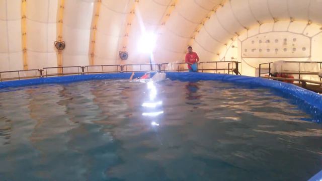 Плавание с белухами смотреть онлайн