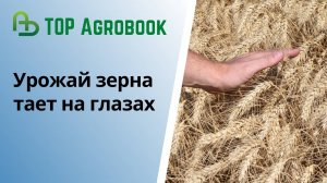 Урожай зерна тает на глазах | TOP Agrobook: обзор аграрных новостей