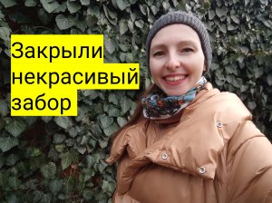 Живая изгородь из плюща: закрыли некрасивый забор на участке