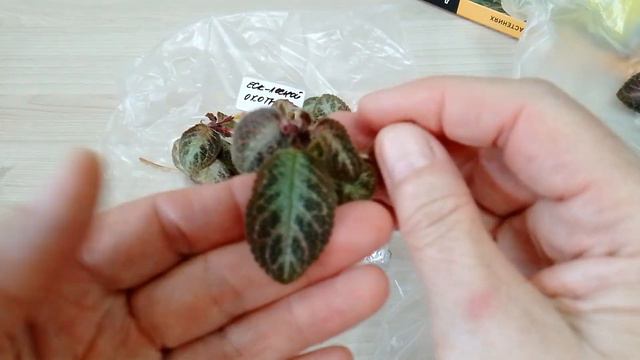 Из Челябинска ко мне на ПМЖ. смотреть онлайн