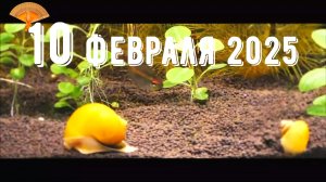 Грабли веерные Для любителей канала Грабли Live  10 02 2025