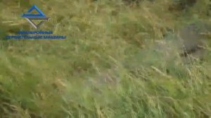 Косилка консольная на минипогрузчике МКСМ 800