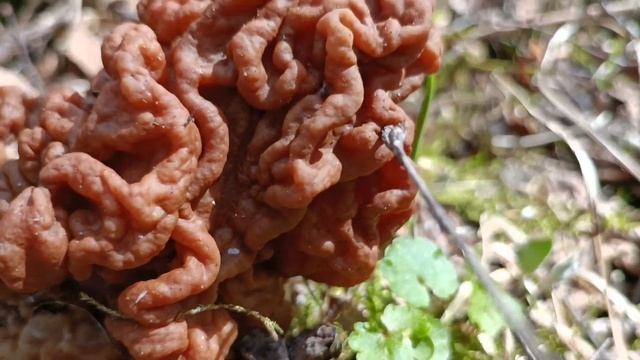 Строчок гигантский.Gyromitra gigas . смотреть онлайн