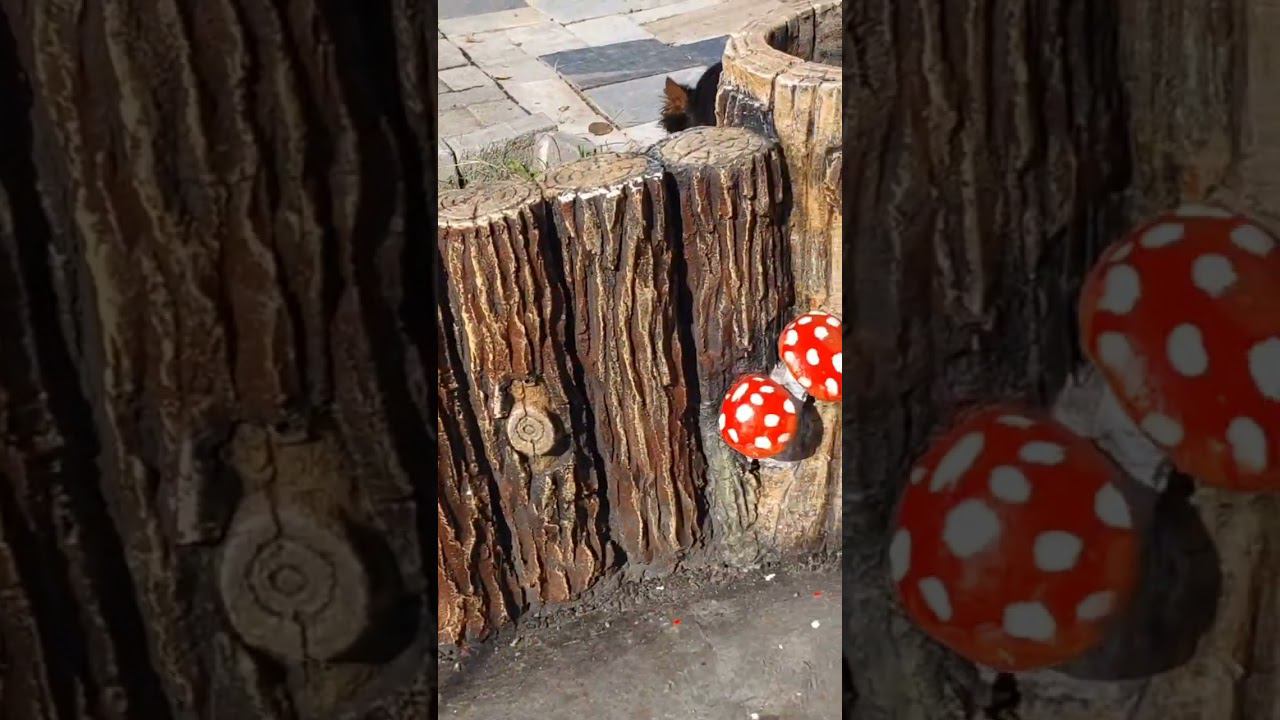 цветник  из цемента. работа  мастера Анна. #сказочнаямастерскаяколесникова