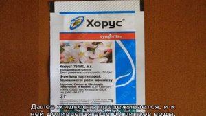Почему у груши скручиваются листья в трубочку