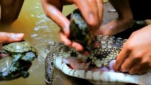 Огромная Анаконда Лопнула Проглотив Крокодила. Невероятные Факты Когда Змеи Рвутся От Своей Добычи.