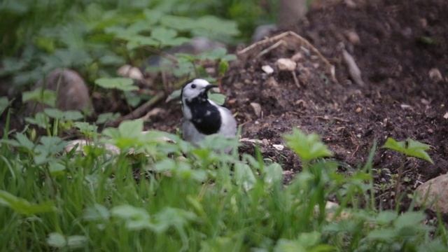 Белая трясогузка (Motacilla alba)