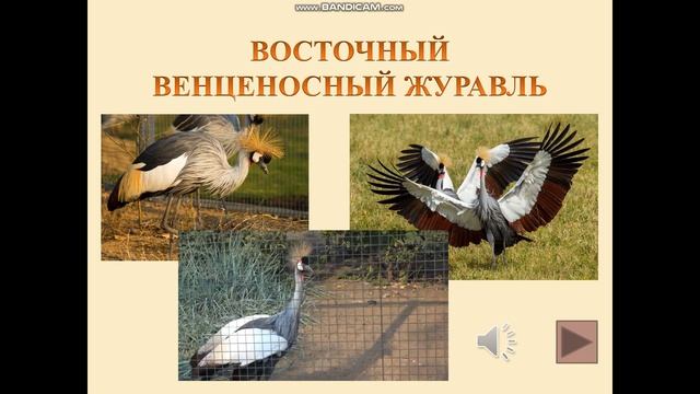 Окружающий мир. 1-4 класс. Виртуальная экскурсия. Необычные животные Африки в Московском зоопарке.