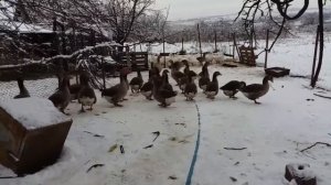 Гуси Крупный серый зимой