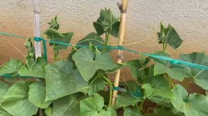 Transplante de tomate 🍅🍅🍅❤️🍅💜￼￼