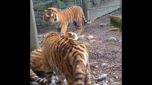two big siberian tigers fighting/Два больших амурских тигра дерутся