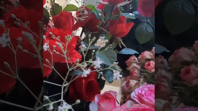 Цветочный Рай ?Розомания? Розы Белла Вита, Боинг, Ред Интуишын , Блек Мейджик. смотреть онлайн