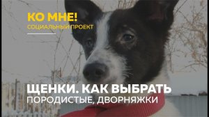 «Ко мне!»: дворняжка или породистая собака? как выбрать щенка