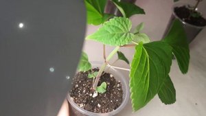 Хотите чтобы куст Сальвии стал пушистым?Сделайте так!Обязательная прищипка Сальвии!!!