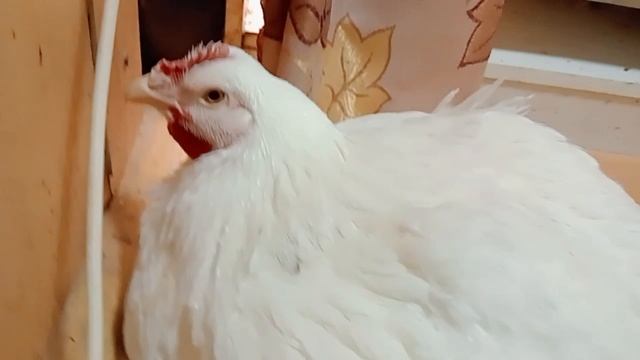 Перепелятам две недели, их вес! Делаем котлеты из перепёлок! Бройлер красавчик?