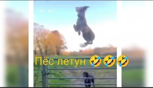 Разве так можно было)))) Животные Юмор Смех Приколы