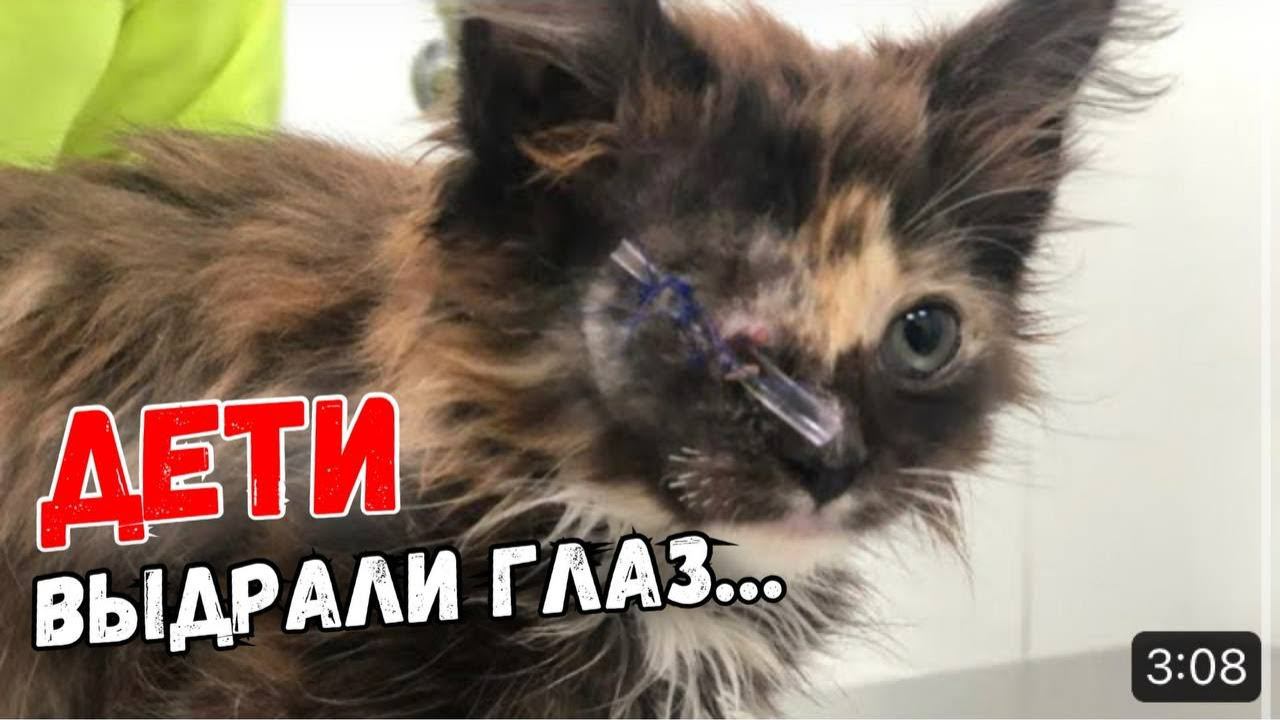 Что стало с котёнком, которого дети лишили глаза ￼? Мейнкун Сонечка