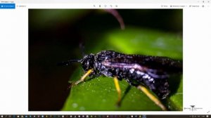 Макрофотография тест Индустар 50 - 2