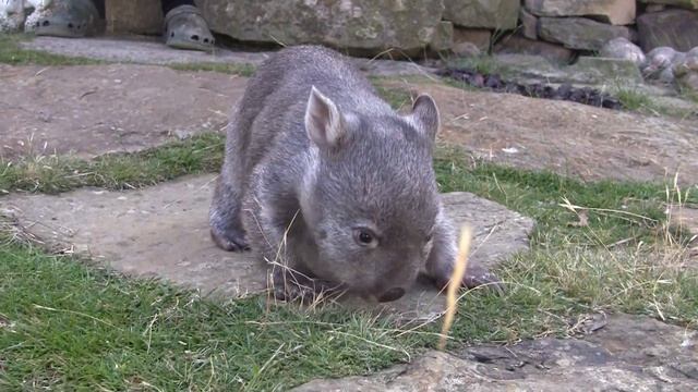 Wombat rescue смотреть онлайн