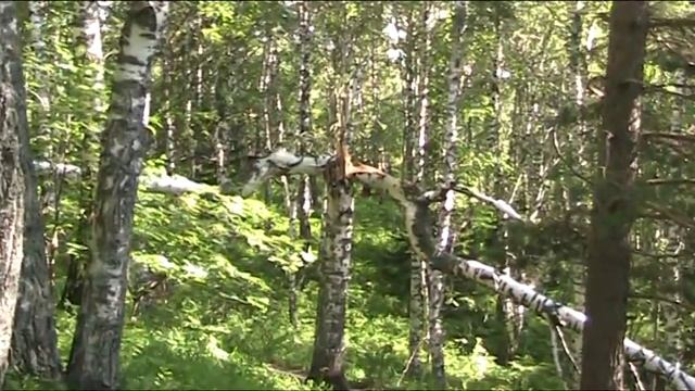 Чудеса природы