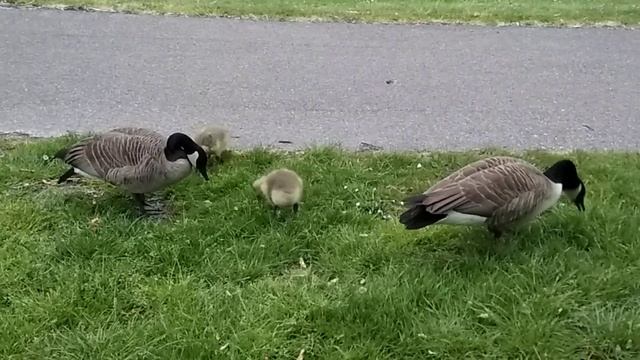 Семейство канадских гусей, Гаага(2) смотреть онлайн