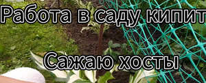 Работа кипит. Сажаю хосты. Работаем даже ночью