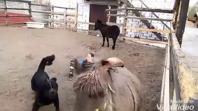 |Я упала раз 50 | Родео на ослах😂❤| смотреть онлайн