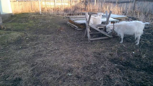Содержание коз, плюсы и минусы