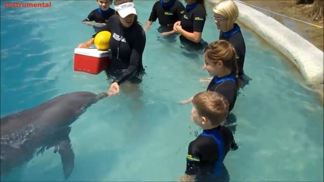 DJ Gadjik - Andromeda. Дельфины. Как они прекрасны. Великолепная музыка. смотреть онлайн