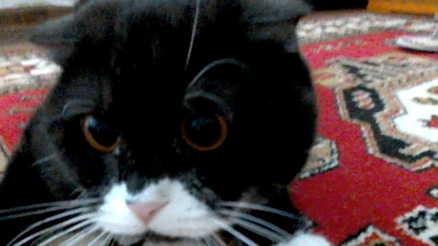 Витио п. Сиропов. Котико смотреть онлайн