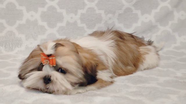 Ши-тцу мальчик РКФ. Собака императоров. смотреть онлайн