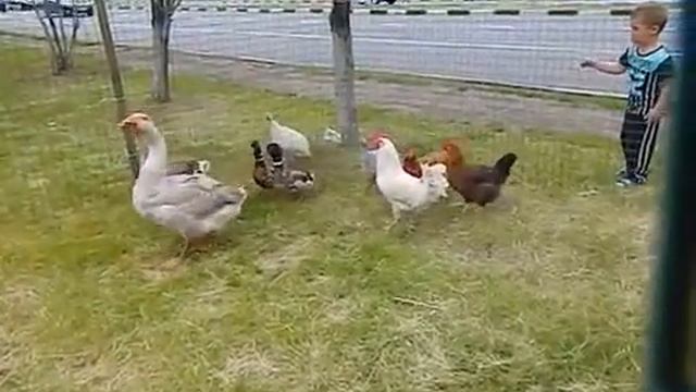 контактный зоопарк отзывы Москва, 8(916)702-11-08 смотреть онлайн