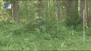 Когда можно собирать кедровые шишки?