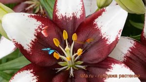 Лилия азиатская горшечная (lilium asiatic tiny padhye) ? лилия обзор: как сажать луковицы лилии
