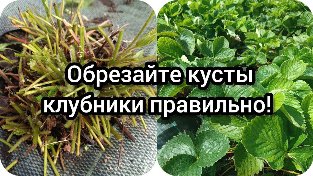 Обрезайте кусты клубники правильно!