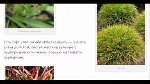 Ожика.  Растения для дома и сада.