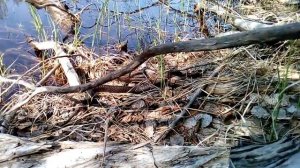 Обыкновенная гадюка.