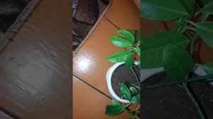 Танжерин. Мандариновое дерево