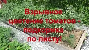 14 Взрывное цветение томатов! Подкормка по листу - богатый урожай!