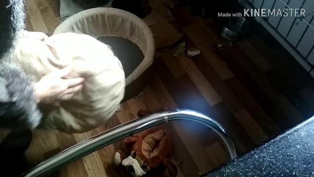 Неугомонная наша, пекинес Лялька смотреть онлайн