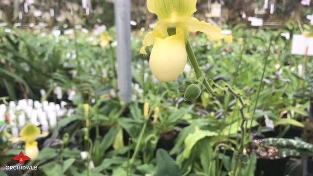 OrchidWeb - Ever-blooming Paphiopedilum смотреть онлайн