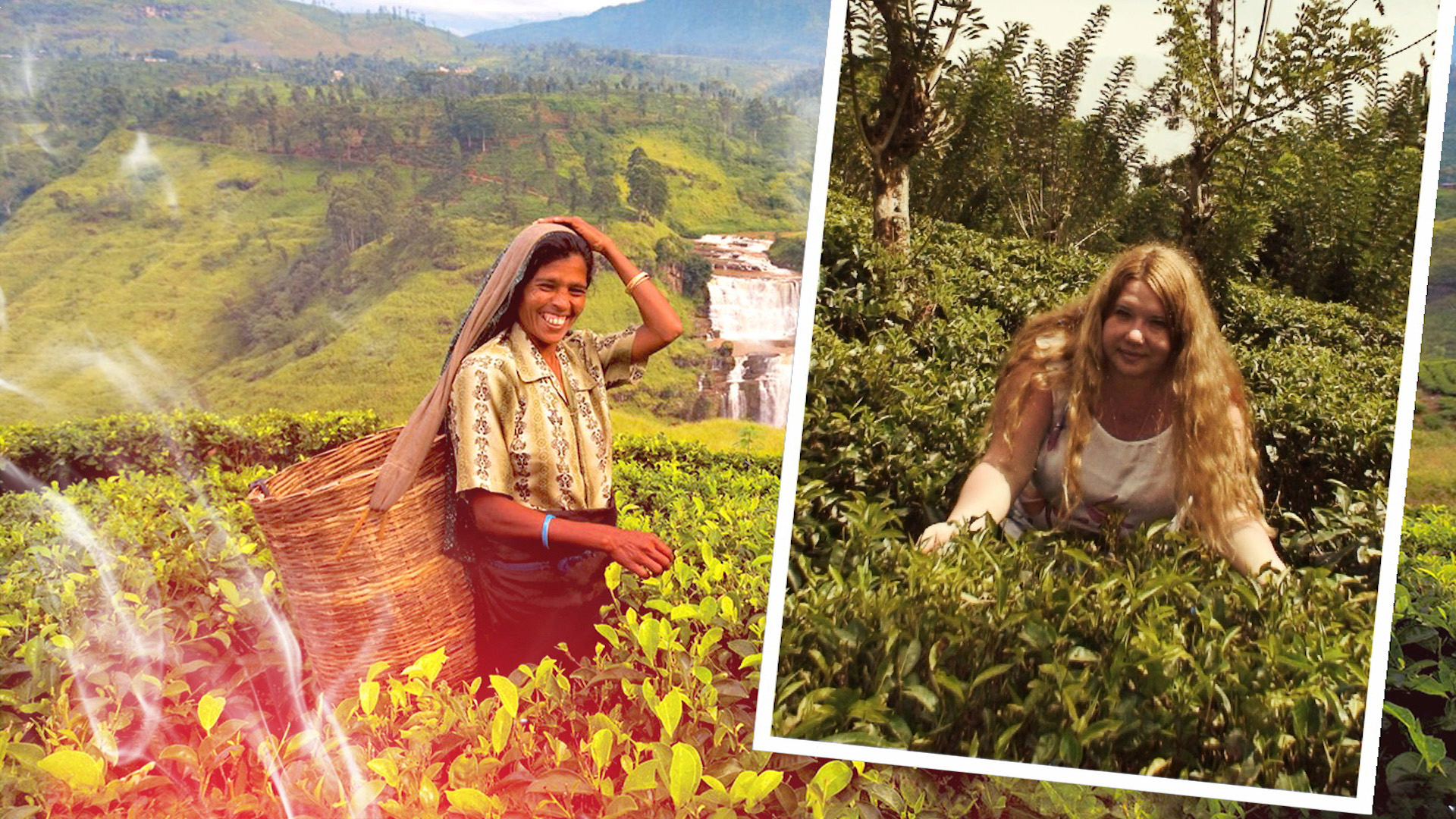 Sri Lanka, Tea Plantation