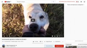 Кто стоит за мошеннической схемой с недвижимостью на канале лайки соловьева ю в?