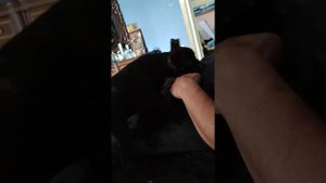 Отучаем щенка французского бульдога кусаться